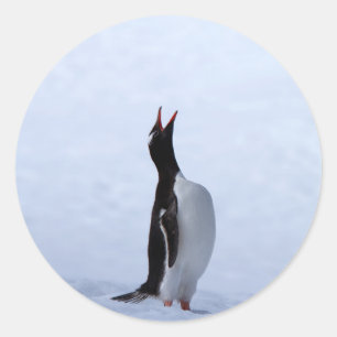 Adesivo Pinguim gentoo