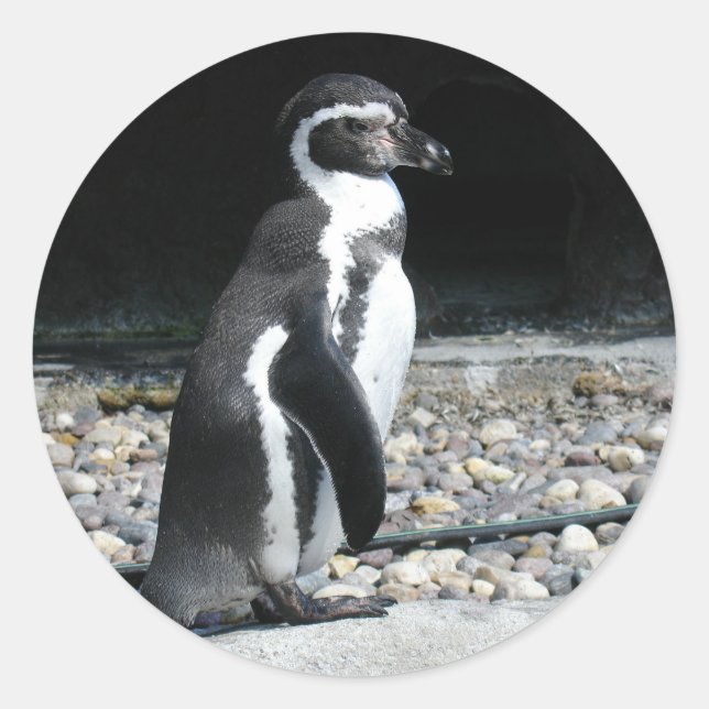 Adesivo Pinguim Solitário (Frente)