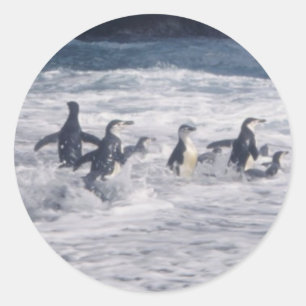 Adesivo Pinguins Chinstrap no surf de praia