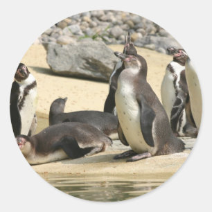 Adesivo Pinguins Humboldt