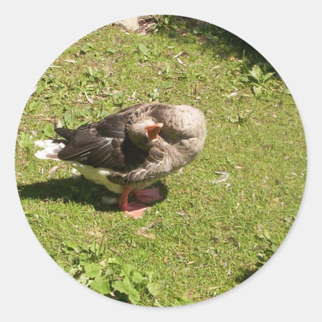 Adesivo Pinheiros gansos raivosos (Frente)