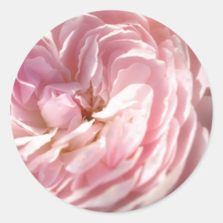 Adesivo Pinheiros Rosa Rosa Rosa Rosa Rosa Rosa