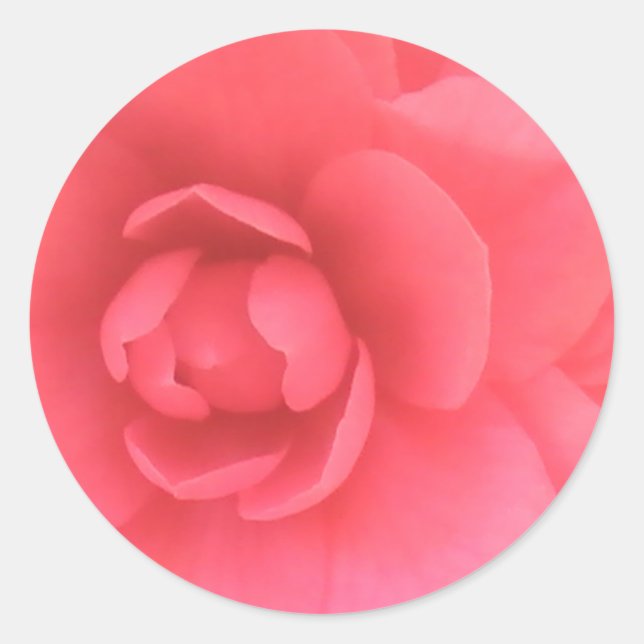 Adesivo Pink Camellia (Frente)