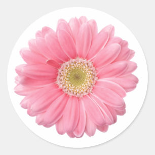 Adesivo PINK DAISY Solteiro Flor Branco Fundo P06A