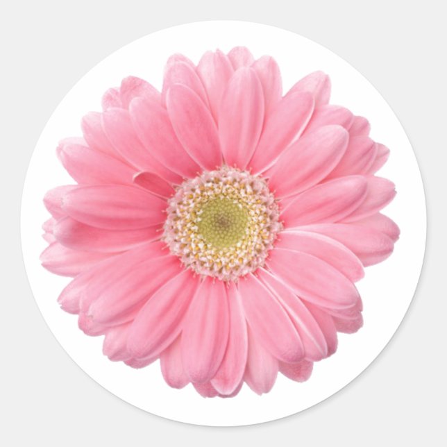 Adesivo PINK DAISY Solteiro Flor Branco Fundo P06A (Frente)