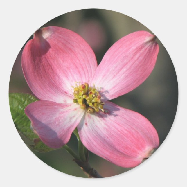 Adesivo Pink Dogwood Bloom (Frente)