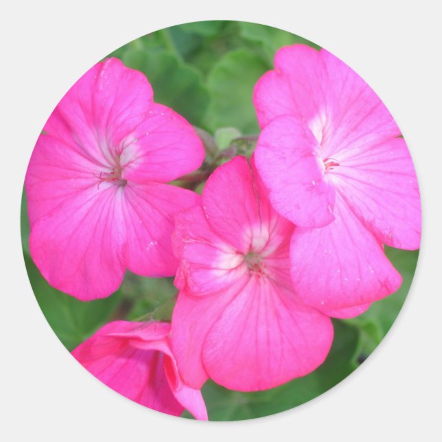 Adesivo Pink Geraniums Sticker (Frente)