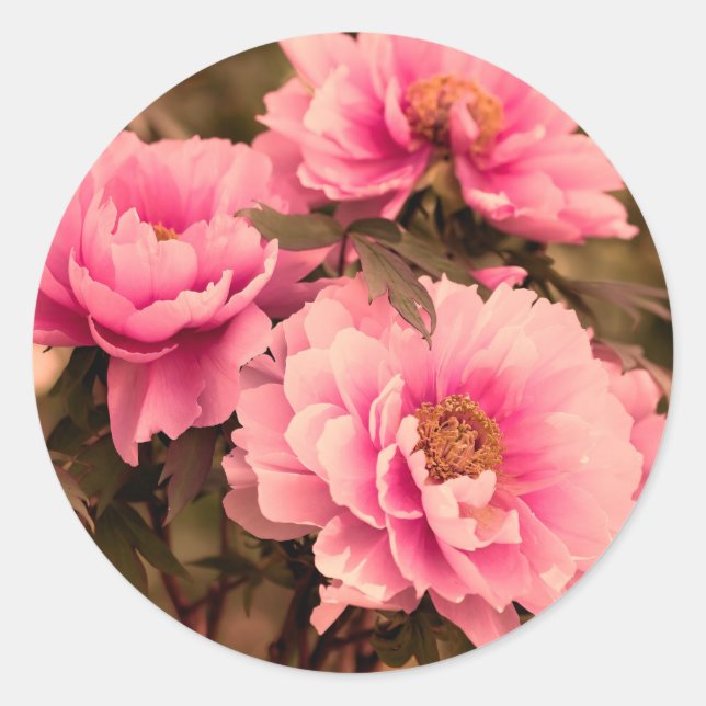 Adesivo Pink  Peony Flower (Frente)