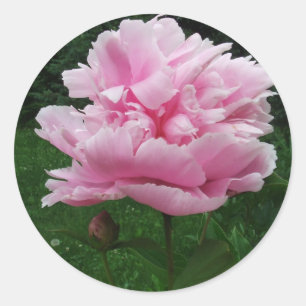 Adesivo Pink Peony Round Stickers
