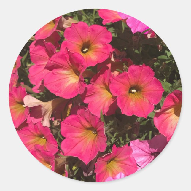 Adesivo Pink Petunia Flowers Springtime (Frente)