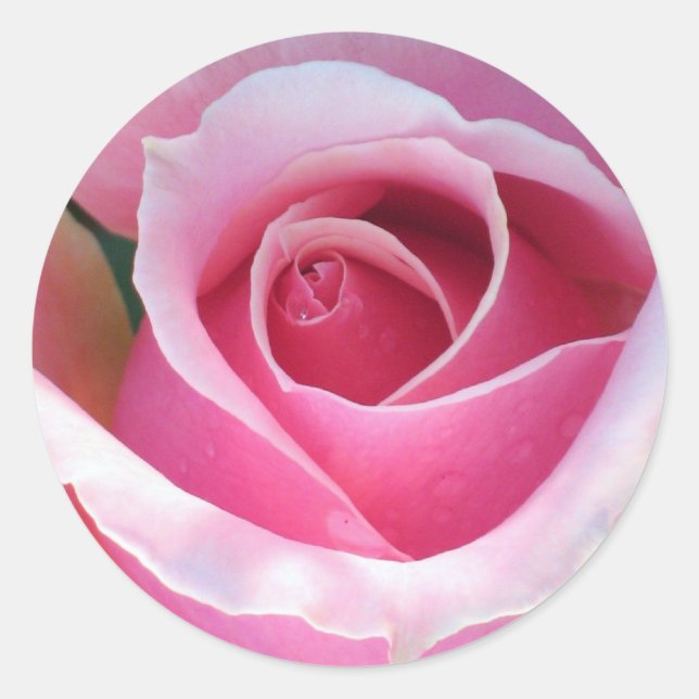 Adesivo Pink Rose Sticker (Frente)