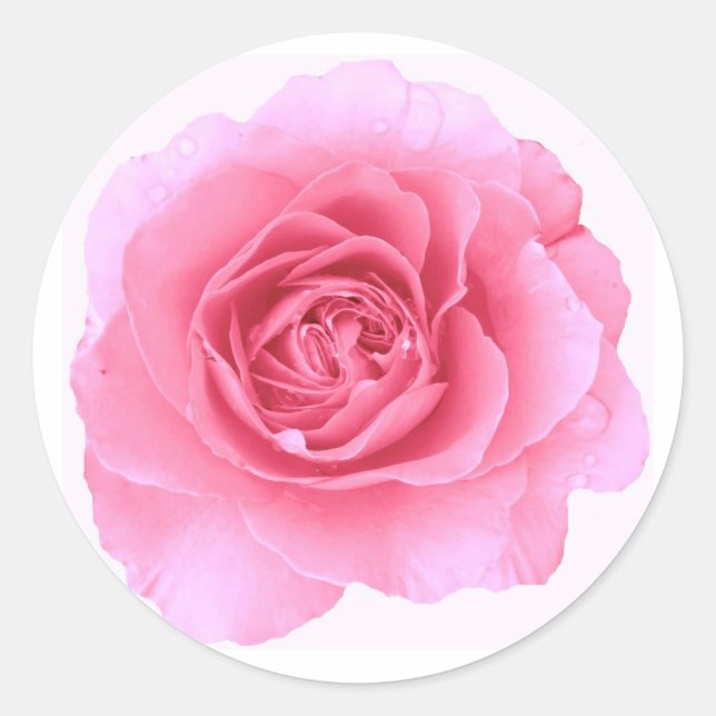 Adesivo Pink Rose Sticker (Frente)