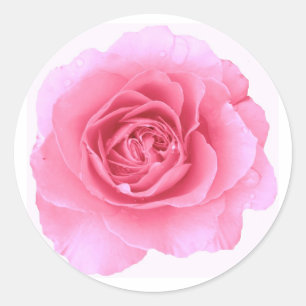 Adesivo Pink Rose Sticker