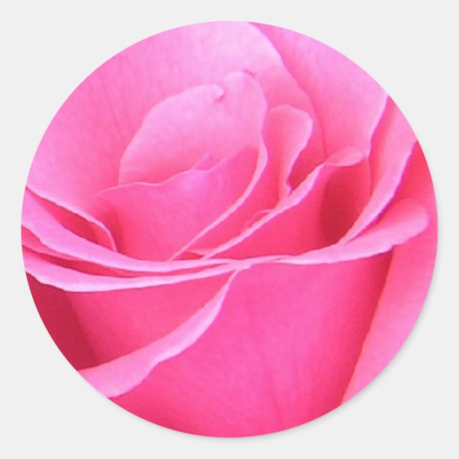 Adesivo Pink Rose Sticker (Frente)
