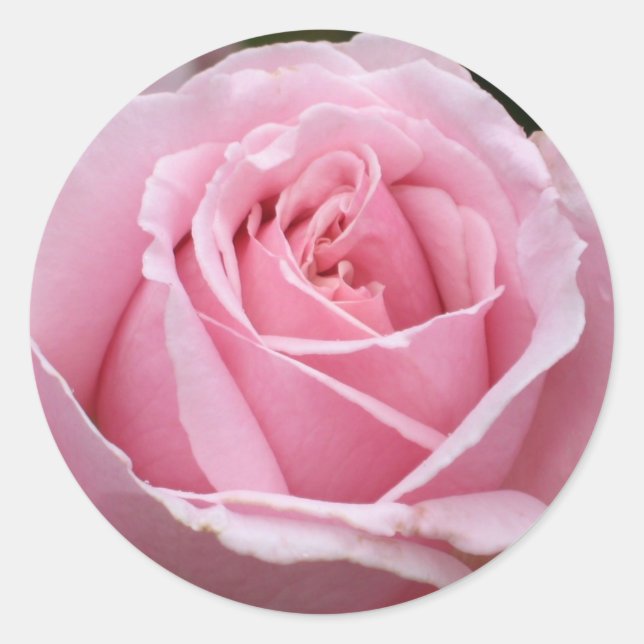 Adesivo Pink Rose Sticker (Frente)