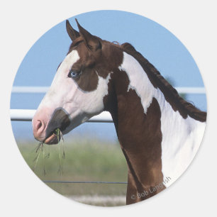 Adesivo Pinte a posição do cavalo