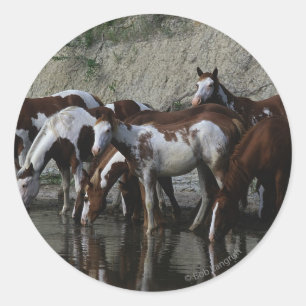 Adesivo Pinte beber dos cavalos