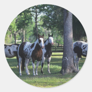 Adesivo Pinte cavalos nas árvores