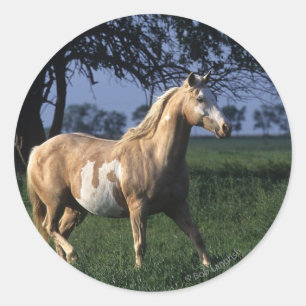 Adesivo Pinte o cavalo que está 2