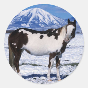 Adesivo Pinte o cavalo que está na neve