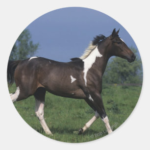 Adesivo Pinte o cavalo que funciona 2