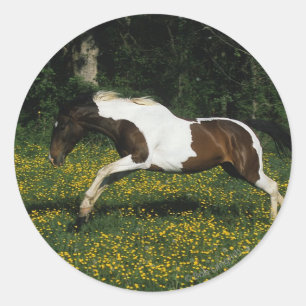 Adesivo Pinte o cavalo que funciona no campo das flores