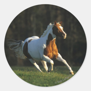 Adesivo Pinte o cavalo que funciona rapidamente