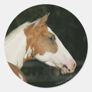 Adesivo Pinte o Headshot 2 do cavalo