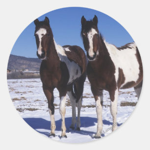Adesivo Pinte os cavalos que estão na neve