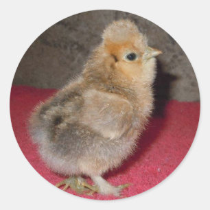 Adesivo Pintinho de Baby Silkie