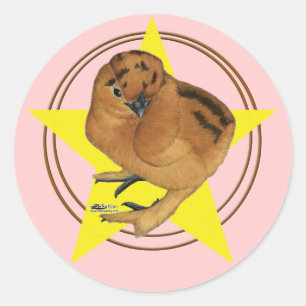 Adesivo Pintinho Vermelho Silkie
