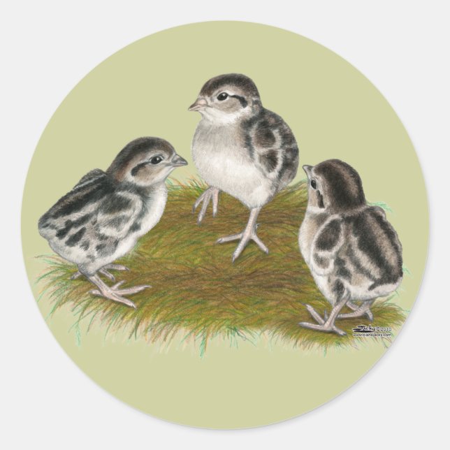 Adesivo Pintinhos de Chukar Partridge (Frente)