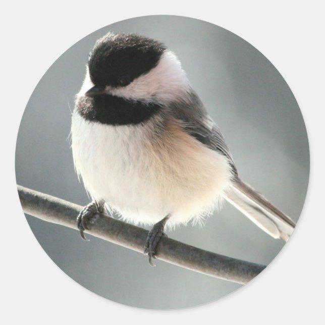 Adesivo Pintinhos doces (Frente)