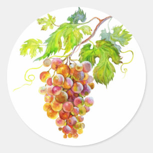 Adesivo Pintura Botânica de Cacho de Uva em Aquarela