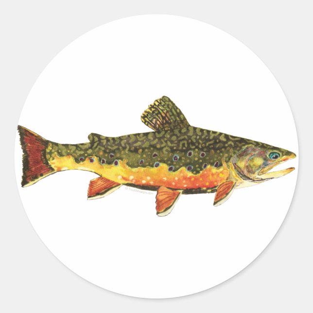 Adesivo Pintura de Peixes Brook Trout (Frente)