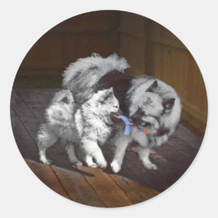 Adesivo Pintura em tempo de reprodução de Keeshond - Art