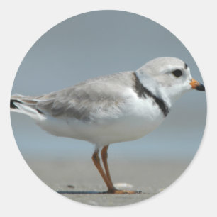 Adesivo Piping Plover