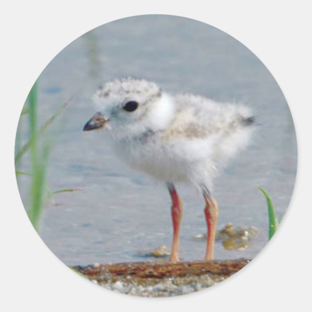 Adesivo Piping Plover (Frente)