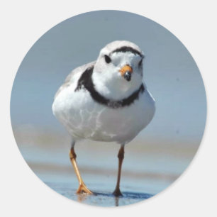 Adesivo Piping Plover