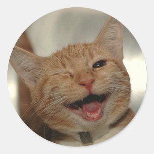 Adesivo Pisc o gato feliz do gengibre