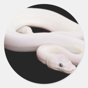 Adesivo Pitão da bola de Leucistic