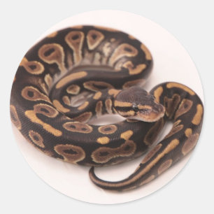 Adesivo Pitão preto e amarelo da bola
