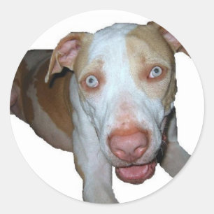 adesivo pitbull de olhos azuis