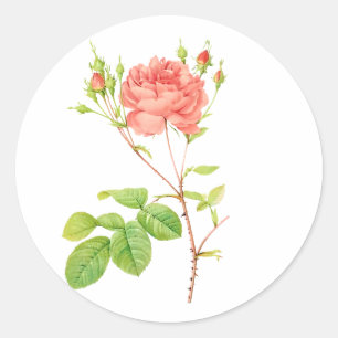 Adesivo PixDezine rosas vintage vitorianas/redoute