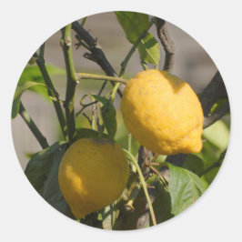 Adesivo Placa gráfica de limão espanhola