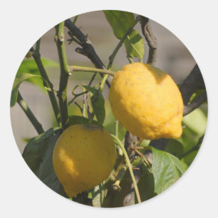 Adesivo Placa gráfica de limão espanhola