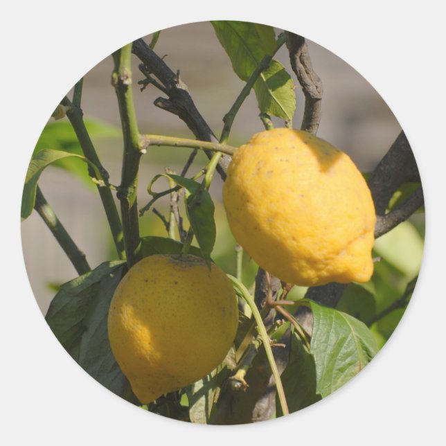 Adesivo Placa gráfica de limão espanhola (Frente)