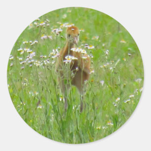 Adesivo Placa plana Sandhill Crane Colt (pintinho)