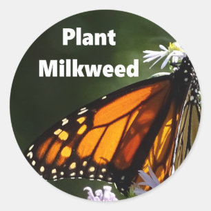 Adesivo Plant Milkweed