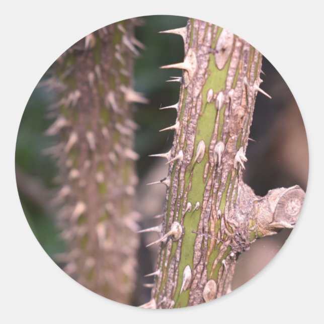 Adesivo Plant Stem Thorns Nature Park Fotografia (Frente)